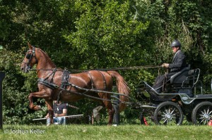 dressuur en vaardigheid  nienoord 10-8-2015  joshua keller-0152      